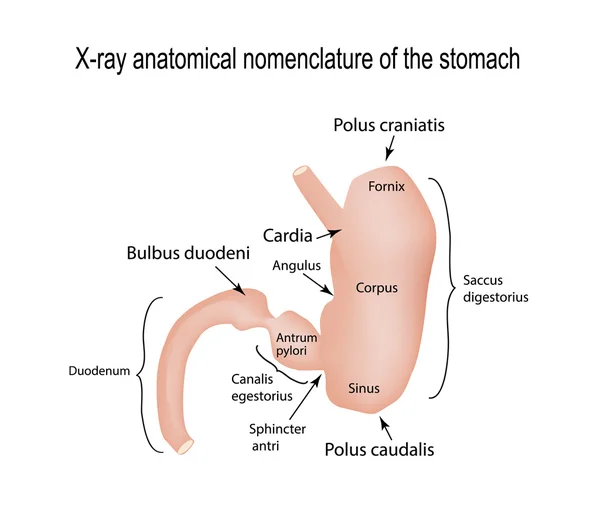 X-ray zakres żołądka. Ilustracja wektorowa na na białym tle — Wektor stockowy