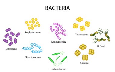 Bakteri dizi. Stafilokok, streptokok, Streptococcus pneumoniae, Escherichia coli, Helicobacter pylori, sartsiny, Diplococci, Tetrakokki. Vektör çizim