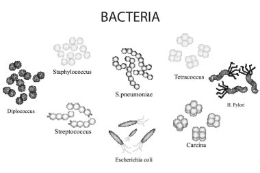 Bakteri dizi. Siyah ve beyaz. Stafilokok, streptokok, Streptococcus pneumoniae, Escherichia coli, Helicobacter pylori, sartsiny, Diplococci, Tetrakokki. El çizmek.