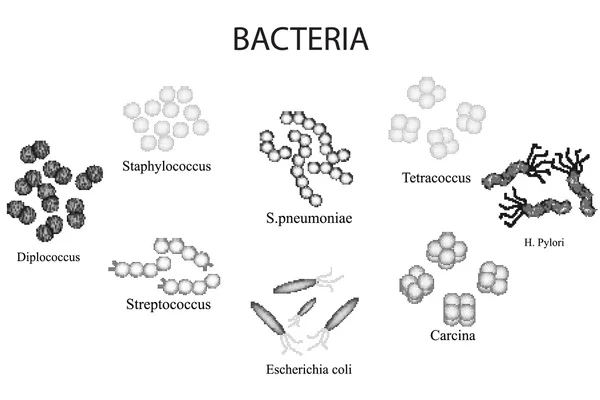 細菌のセットです。黒と白。ブドウ球菌、連鎖球菌、連鎖球菌肺炎、大腸菌、大腸菌、ピロリ菌、sartsiny、Diplococci、Tetrakokki。手を描く. — ストックベクタ
