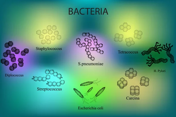 Набор бактерий. Разноцветный. Staphylococcus, Streptococcus, Streptococcus pneumoniae, Echichia, coli, Helicobacter pylori, sartsiny, Diplococci, Tetrakokki. Векторная иллюстрация — стоковый вектор