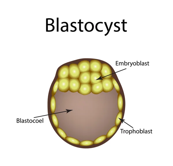 Blastocisto humano. La estructura del blastocisto. Ilustración vectorial sobre fondo aislado — Archivo Imágenes Vectoriales
