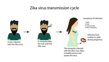 Zika virüs iletim döngüsü. Infographics. Vektör illüstrasyon izole arka plan üzerinde