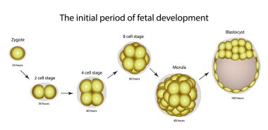 Fetal gelişim başlangıç dönemi. Zigot yapısını blastosist. Infographics. Vektör illüstrasyon izole arka plan üzerinde