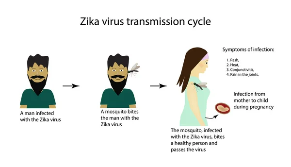 Ciclo de transmissão do vírus Zika. Infográficos. Ilustração vetorial sobre fundo isolado — Vetor de Stock