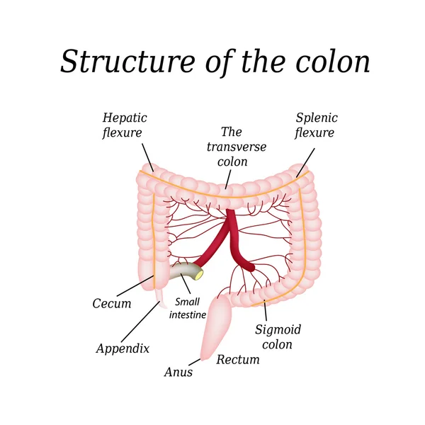 結腸の構造。ウィーンの腸。インフォ グラフィック。孤立した背景のベクトル図 — ストックベクタ
