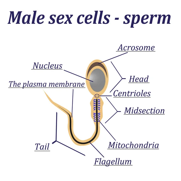 Diagrama das células sexuais masculinas - esperma —  Vetores de Stock