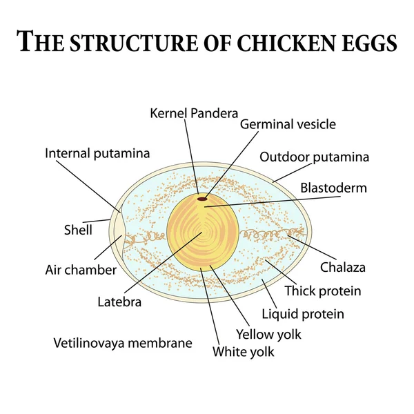 Tavuk yumurtası yapısını — Stok Vektör