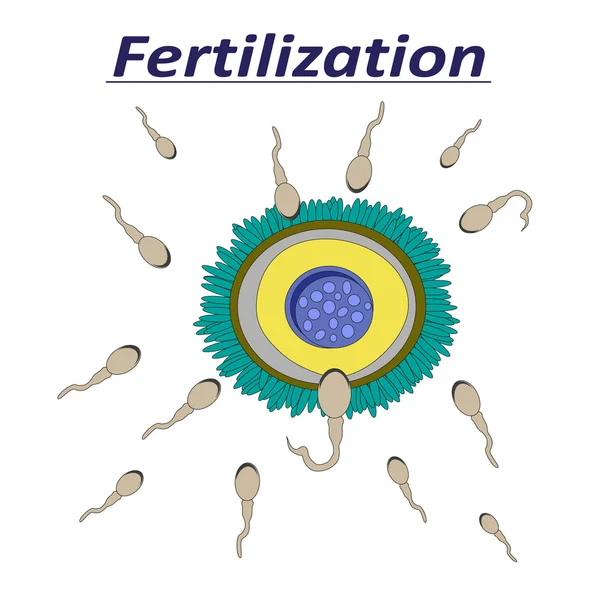 Illustration av en kvinnliga ägget befruktning spermier — Stock vektor