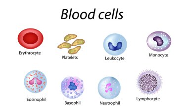 Kan hücreleri. Renkli hücre kümesi. Kırmızı kan hücreleri, trombosit, lökosit, lenfositler, eozinofil, nötrofiller, bazofil, monosit. Infographics. Vektör illüstrasyon izole arka plan üzerinde
