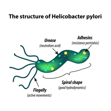 Helicobacter pylori yapısı. Infographics. Vektör illüstrasyon izole arka plan üzerinde