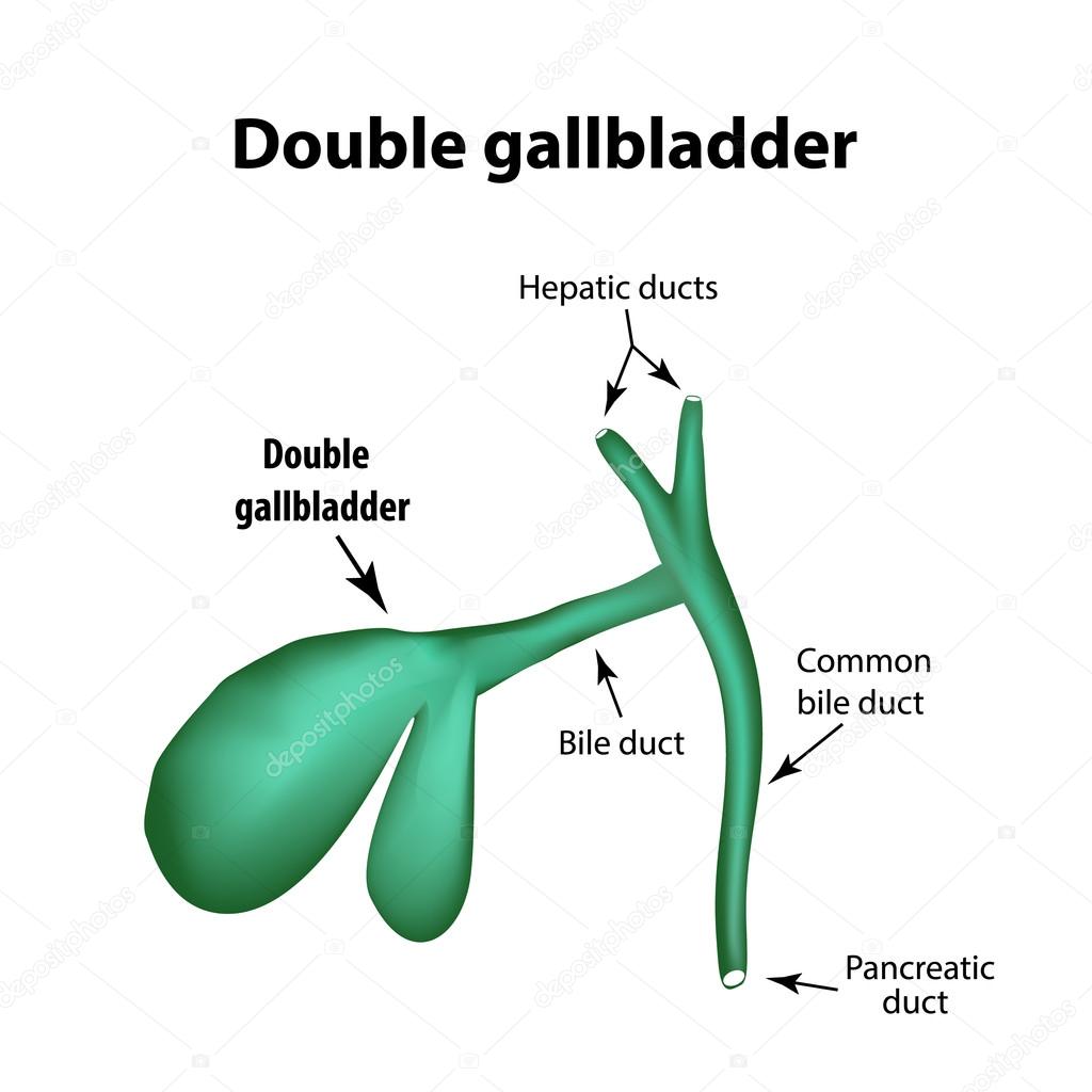 Gallbladder Pathology | tunersread.com