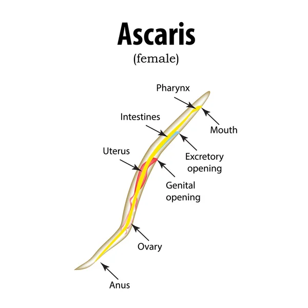 Qizlarning zoravonlik bilan onanizm va kamming qilish videolari