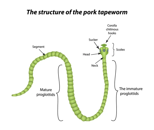 猪肉绦虫的结构。对孤立背景矢量图 — 图库矢量图片