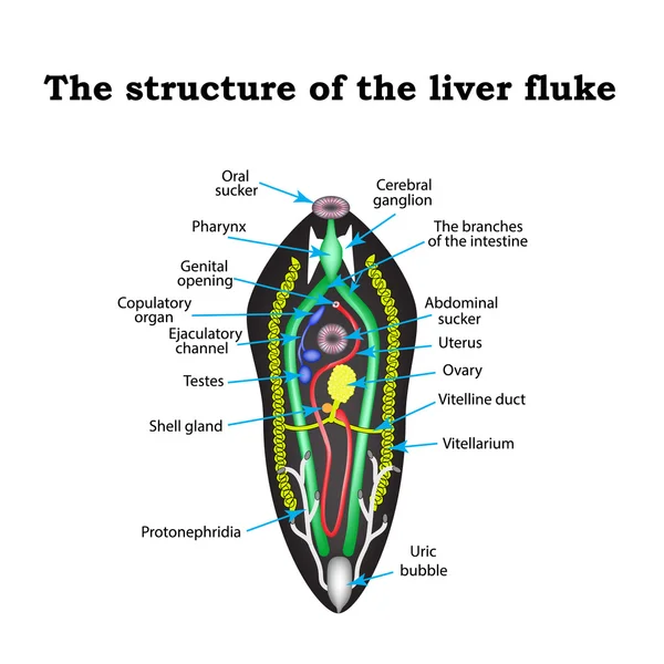 La struttura del trematode epatico. Infografica. Illustrazione vettoriale su sfondo isolato — Vettoriale Stock