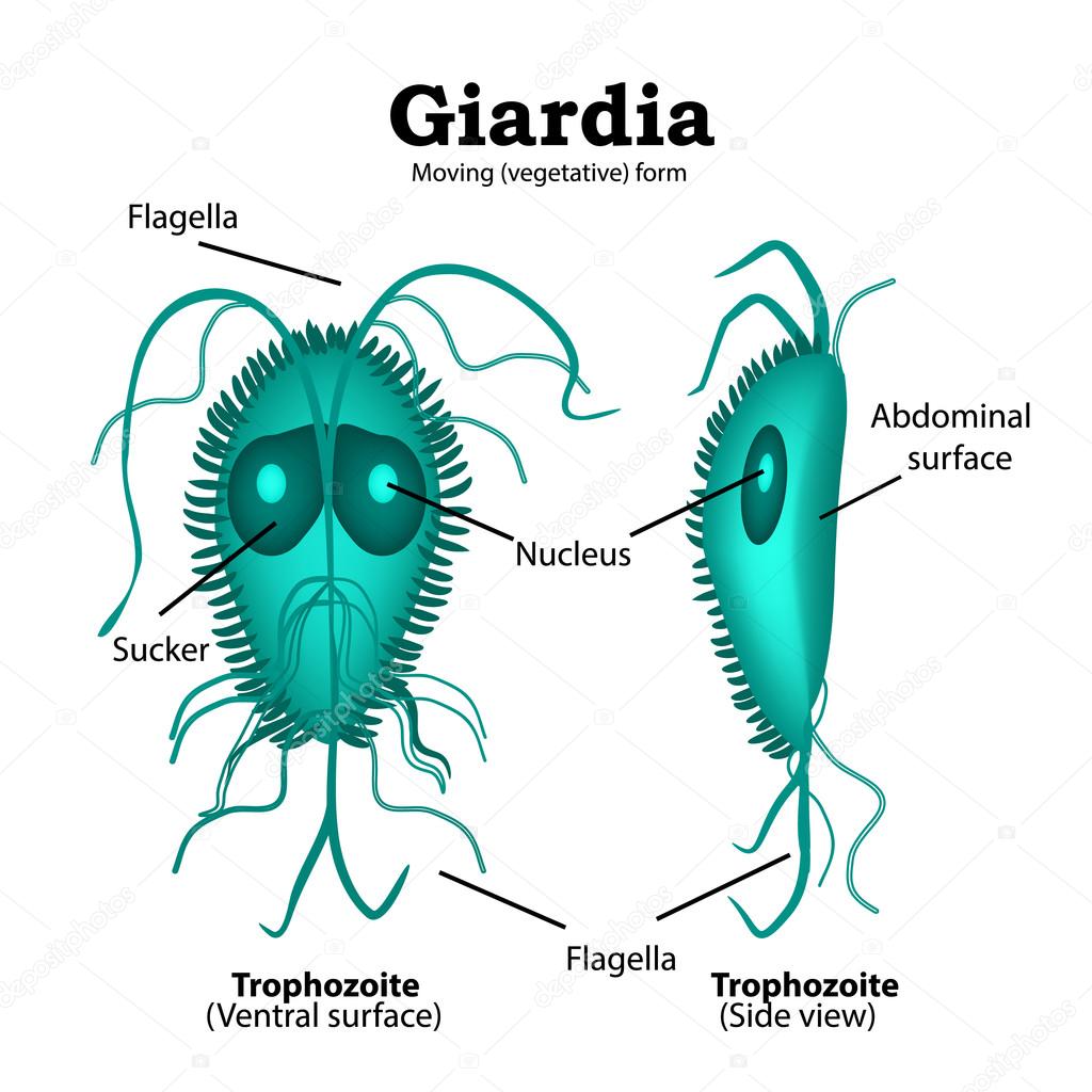 t virus replica prevenirea verucilor genitale
