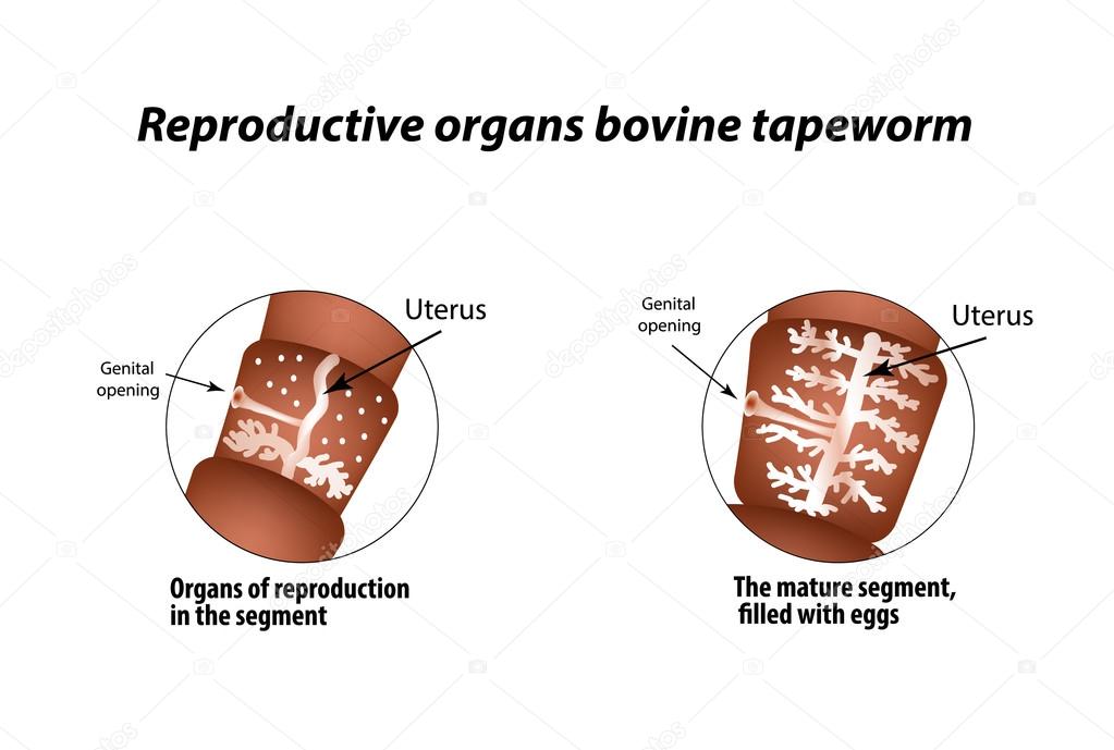 Bovine Tapeworm