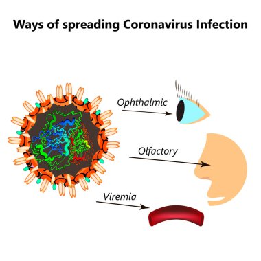 Ways of spreading coronavirus infection. Olfactory transmission of covid 19. Ophthalmic, viremia coronavirus. Vector illustration on isolated background clipart