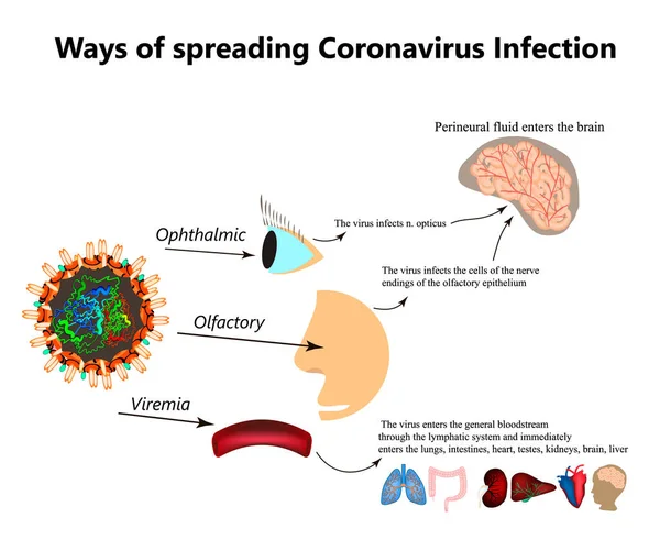 Maneras de propagar la infección por coronavirus. Transmisión olfativa de covid 19. Oftálmica, viremia coronavirus. Ilustración vectorial sobre fondo aislado — Vector de stock