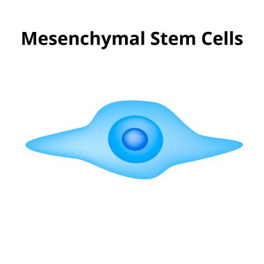 Mesenchymal stem cells. Stem cell structure. vector illustration on isolated background clipart