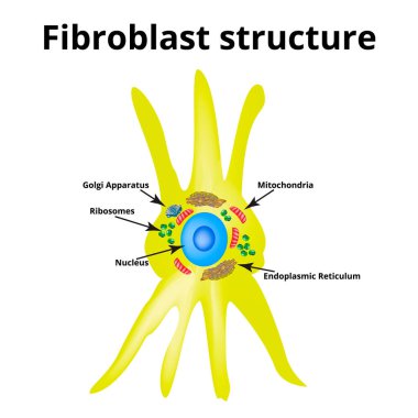 Fibroblast yapısı. Fibroblast hücresi. İzole edilmiş arkaplanda vektör illüstrasyonu