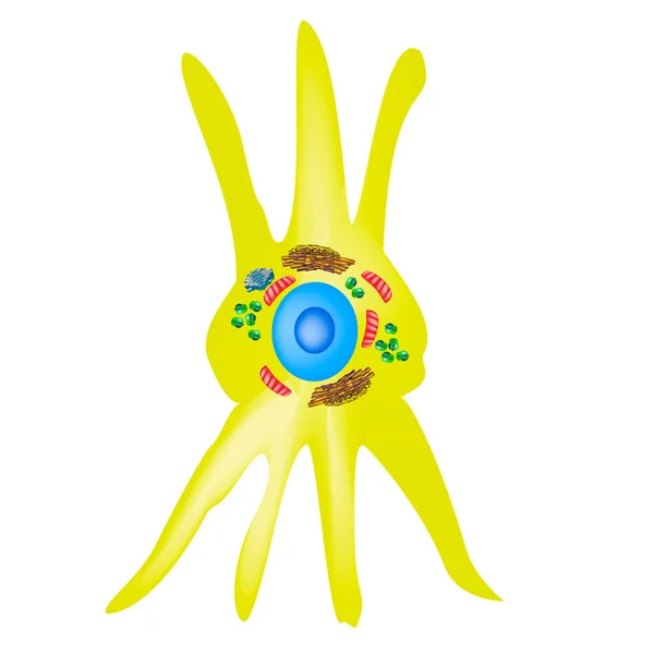 Estructura de fibroblastos. Célula fibroblástica. Ilustración vectorial sobre fondo aislado — Vector de stock