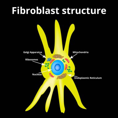 Fibroblast yapısı. Fibroblast hücresi. Vektör çizimi izole edildi