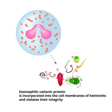 Eosinophilic cationic protein is incorporated into the membranes of helminth cells and disrupts their integrity. Eosinophil is a blood cell. Vector illustration on isolated background clipart