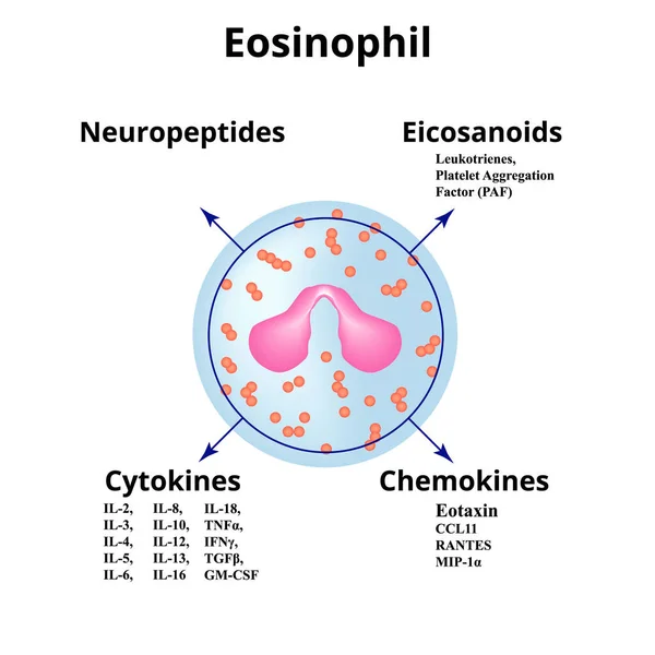 Eosinophil. Bağışıklık hücresi. Kemokinler. İzole edilmiş arkaplanda vektör illüstrasyonu — Stok Vektör