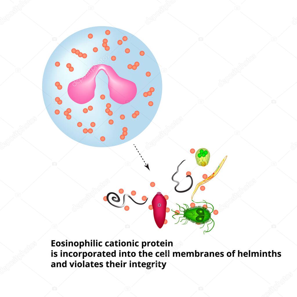 Eosinophilic cationic protein is incorporated into the membranes of helminth cells and disrupts their integrity. Eosinophil is a blood cell. Vector illustration on isolated background