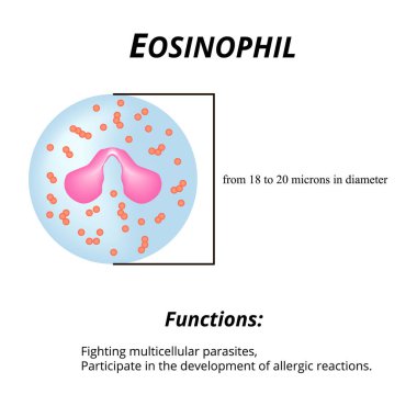 Eozinofiller bir kan hücresidir. Eosinophil fonksiyonları. İzole edilmiş arkaplanda vektör illüstrasyonu