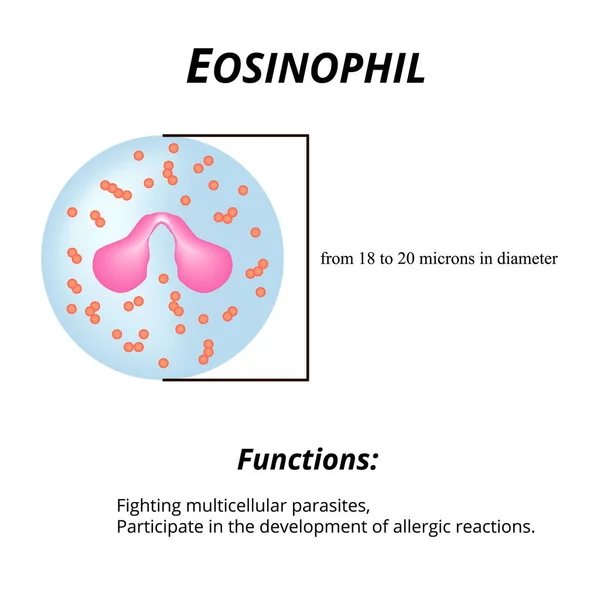 Eozinofiller bir kan hücresidir. Eosinophil fonksiyonları. İzole edilmiş arkaplanda vektör illüstrasyonu — Stok Vektör