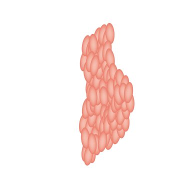 Parotid tükürük bezi. Parotid tükürük bezinin yapısı. İzole edilmiş arkaplanda vektör illüstrasyonu