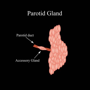 Parotid tükürük bezi. Parotid tükürük bezinin yapısı. İzole edilmiş arkaplanda vektör illüstrasyonu