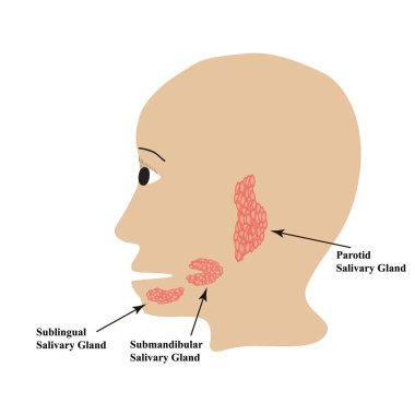 Parotid tükürük bezi. Submandibular tükürük bezi. Dil altı tükürük bezi. İzole edilmiş arkaplanda vektör illüstrasyonu