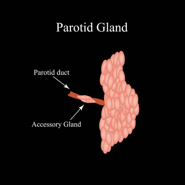 Glándula salival parotídea. Estructura de la glándula salival parótida. Ilustración vectorial sobre fondo aislado — Archivo Imágenes Vectoriales