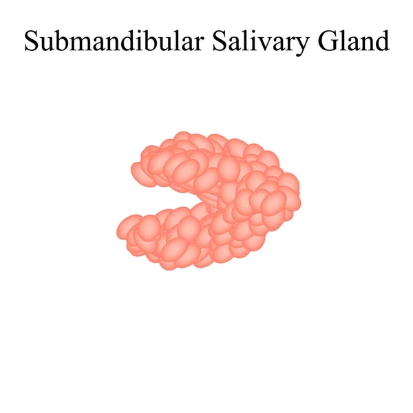 Glandula salivar submandibular. Estrutura da glândula salivar submandibular. Ilustração vetorial sobre fundo isolado — Vetor de Stock