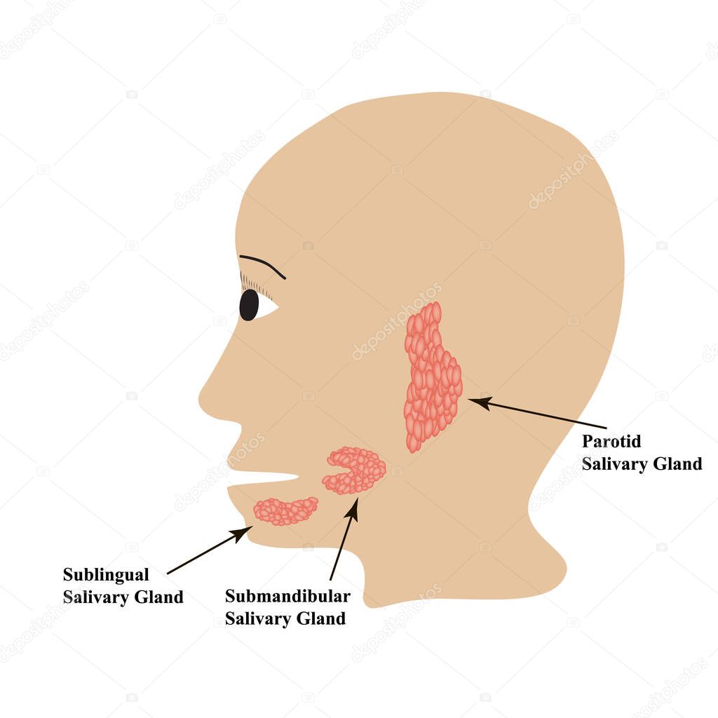 Parotid salivary gland. Submandibular salivary gland. Sublingual salivary gland. Vector illustration on isolated background