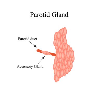 Parotid tükürük bezi. Parotid tükürük bezinin yapısı. İzole edilmiş arkaplanda vektör illüstrasyonu
