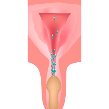 Boşalma. Genital bölgeye boşalma. Rahim ve yumurtalıkların yapısı. İzole edilmiş arkaplanda vektör illüstrasyonu