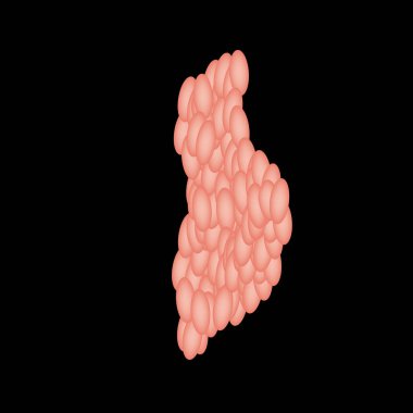 Parotid tükürük bezi. Parotid tükürük bezinin yapısı. İzole edilmiş arkaplanda vektör illüstrasyonu