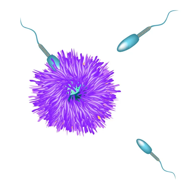 Fertilização de um óvulo com esperma. Ilustração vetorial sobre fundo isolado — Vetor de Stock