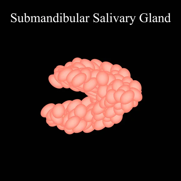 Glándula salival submandibular. Estructura de la glándula salival submandibular. Ilustración vectorial sobre fondo aislado — Vector de stock