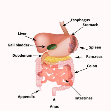 Karın organlarının anatomik yapısı. Dalak, karaciğer, safra kesesi, mide, bağırsak, kolon, pankreas. Vektör illüstrasyonu