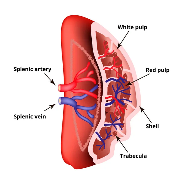 Anatomiczna struktura śledziony. Ilustracja wektora na pojedynczym tle — Wektor stockowy