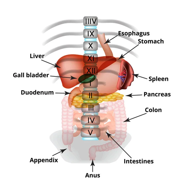 Struttura anatomica degli organi addominali. Milza, fegato, cistifellea, stomaco, intestino, colon, pancreas. Illustrazione vettoriale — Vettoriale Stock