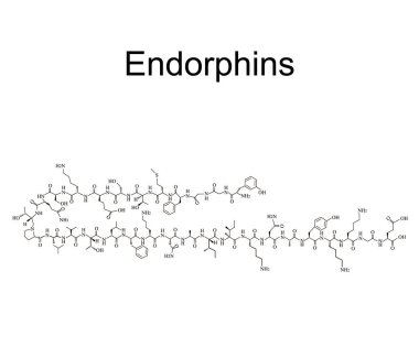 Endorfin hormonu. Ruh hali hormonu endorfinlerin moleküler kimyasal formülü. Vektör illüstrasyonu