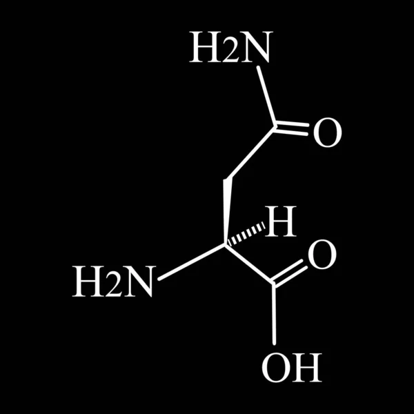 La asparagina es un aminoácido. Fórmula molecular química La asparagina es aminoácido. Ilustración vectorial sobre fondo aislado — Vector de stock