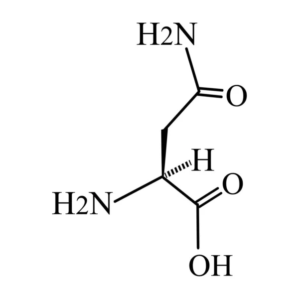 L'asparagine è un amminoacido. Formula molecolare chimica Asparagine è aminoacido. Illustrazione vettoriale su sfondo isolato — Vettoriale Stock