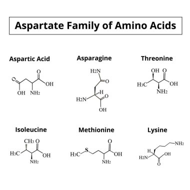 Bir amino asit ailesi birleşir. Amino asitlerin kimyasal moleküler formülleri, asparagine, threonine, izoleucine, methionine, lysine. İzole edilmiş arkaplanda vektör illüstrasyonu